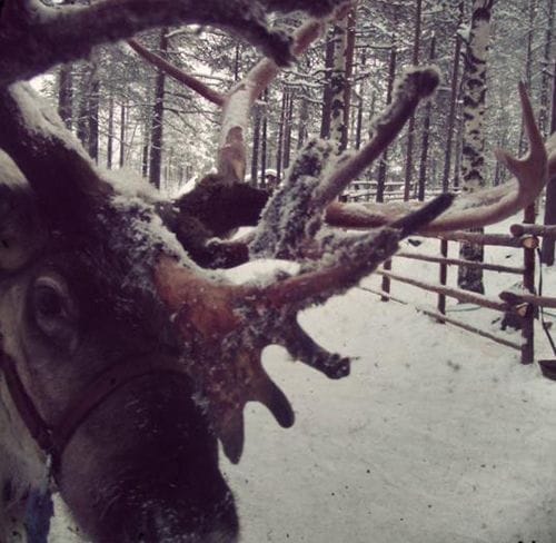 lapland reno lapland finlandia