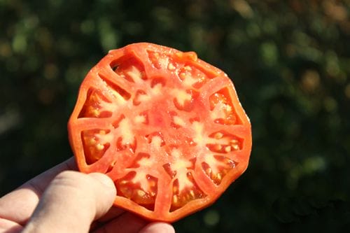 tomate huerta carabaña vivero autores directoalpalasar.com