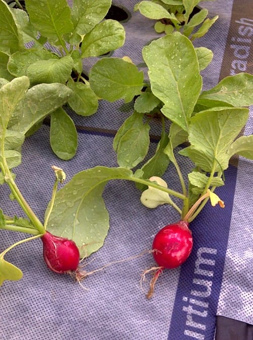 huertos urbanos nourishmat