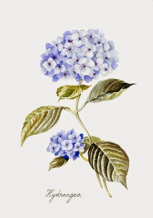 veronica algaba illustration hortensia acuarela