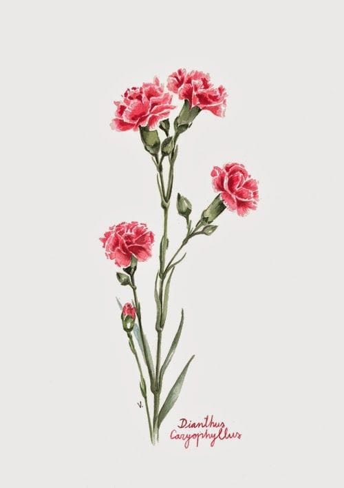 veronicaalgaba claveles illustration