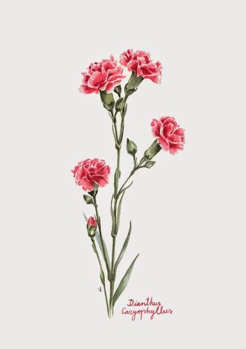 veronicaalgaba claveles illustration