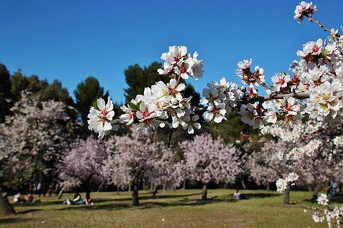 almendros en flor quinta de los molinos parque madrid