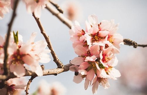 Parque La Quinta de los Molinos, el espacio verde secreto de Madrid
