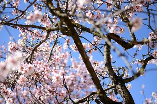 parque quinta de los molinos madrid almendros arboles flores primavera