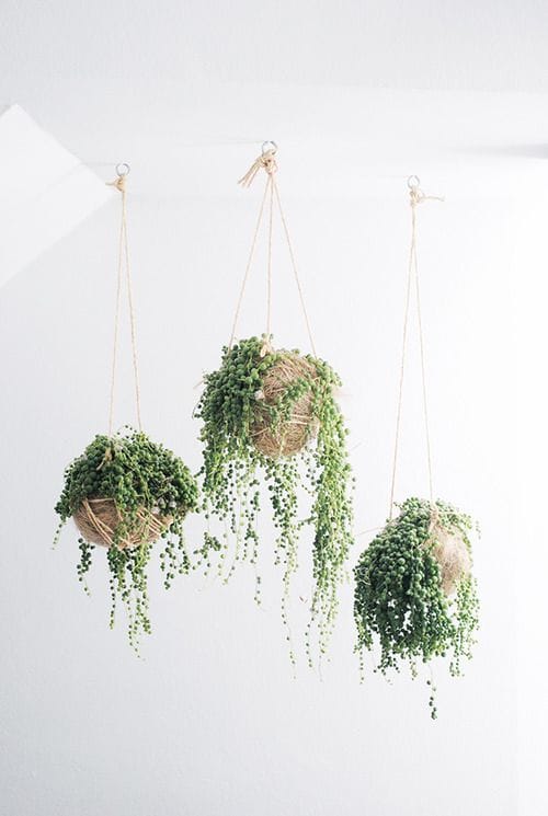 plantas colgantes verdes ideas decoracion interiores