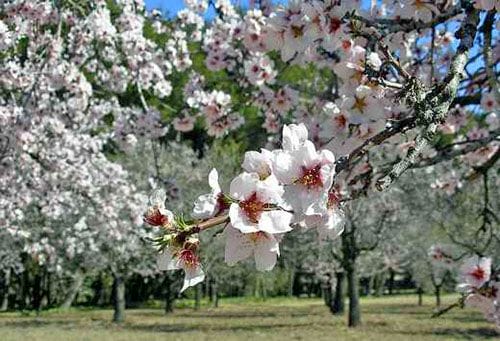 quinta de los molinos parque madrid arboles almendros primavera