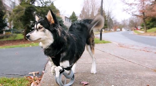 derby perro protesis impresion 3d