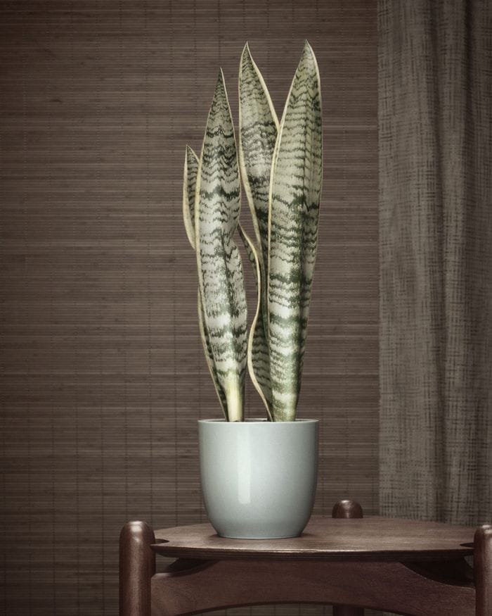 le dernier cri fotografia erwin olaf planta