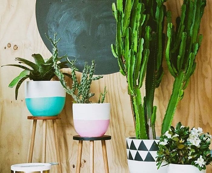 El cactus como tendencia decorativa