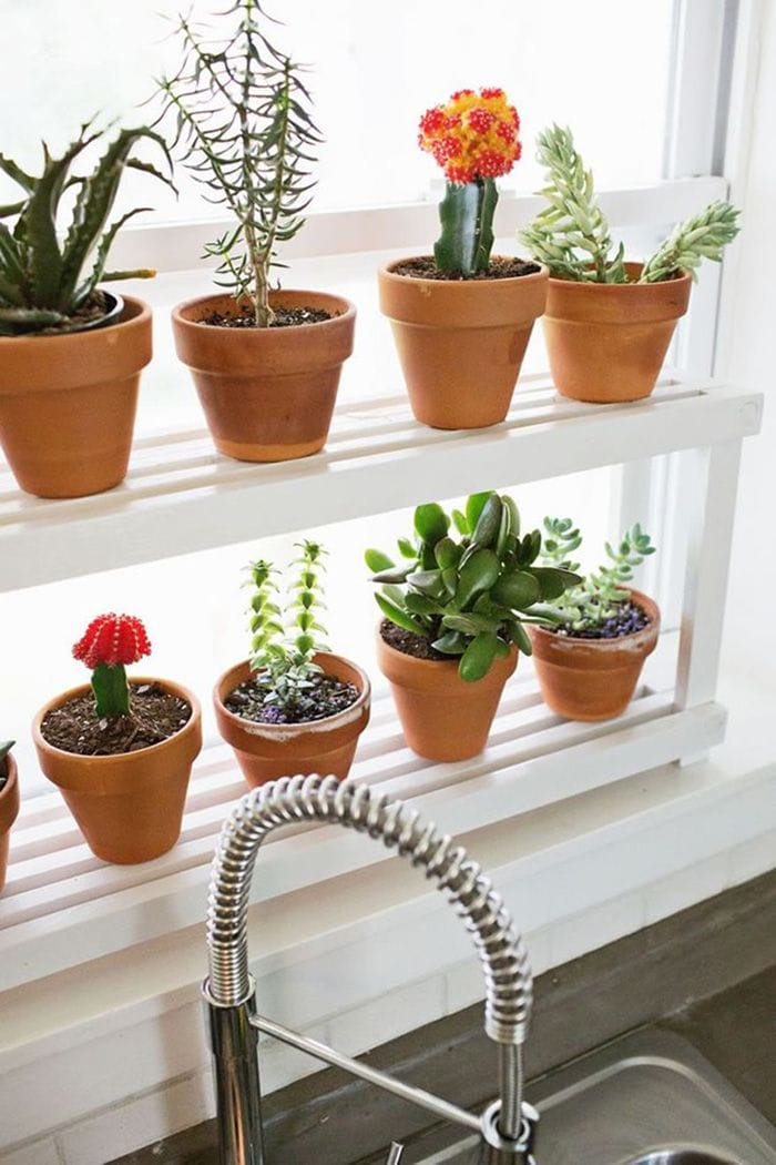 cactus