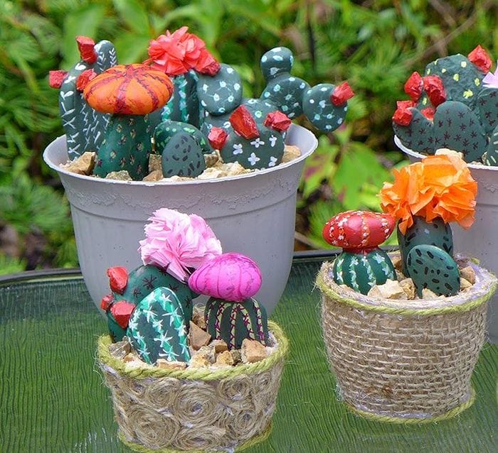 cactus con rocas