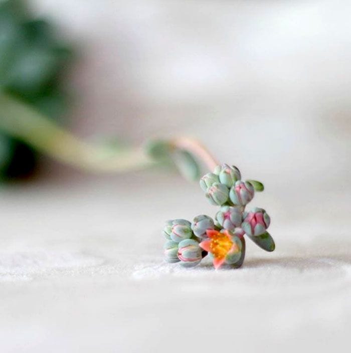 Descubrimos a Hello Muda, la delicadeza natural materializada en textiles