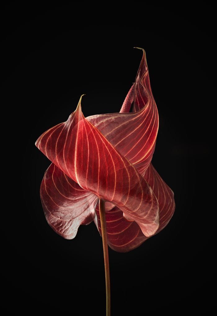 flor planta roja sobre fondo negro arte