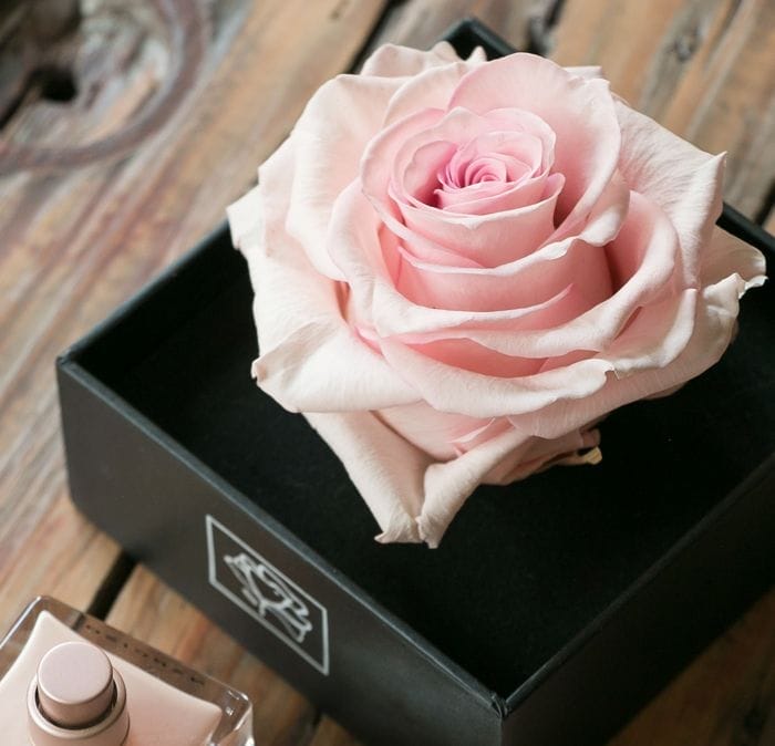 Rosas preservadas, flores como frescas durante más de un año