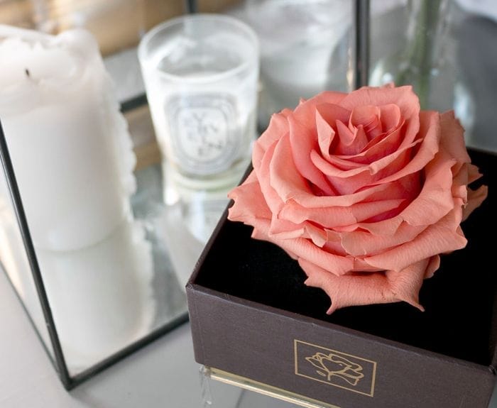 Rosas preservadas, flores como frescas durante más de un año