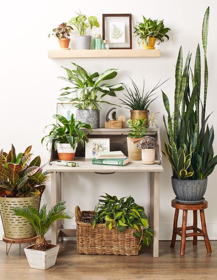 escritorio plantas