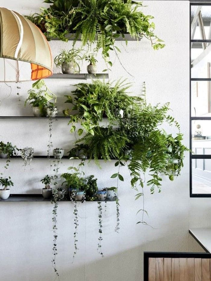 plantas de interior en estanteria