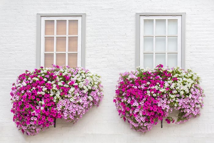 ventanas flor petunia verano