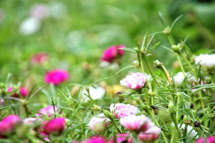 flores verano lila fuxia