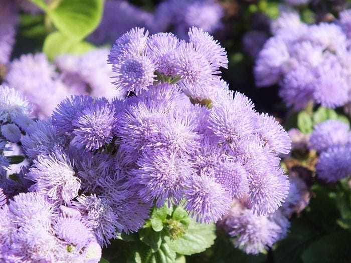 flores de verano moradas