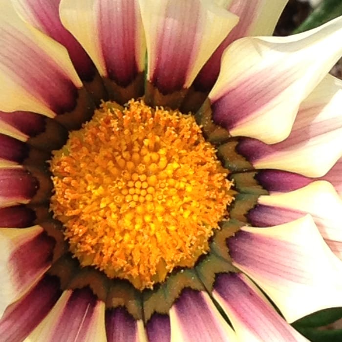 flores colores amarillas rosas