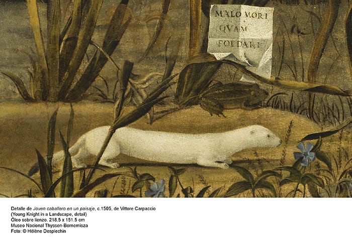 comadreja detalle cuadro