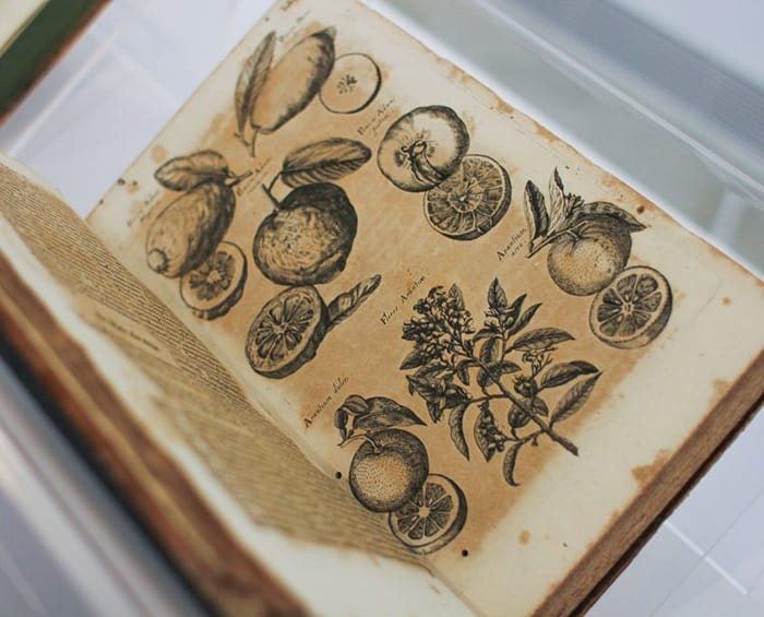 botanicas exposicion botanica Fundación Per Amor a l’Art