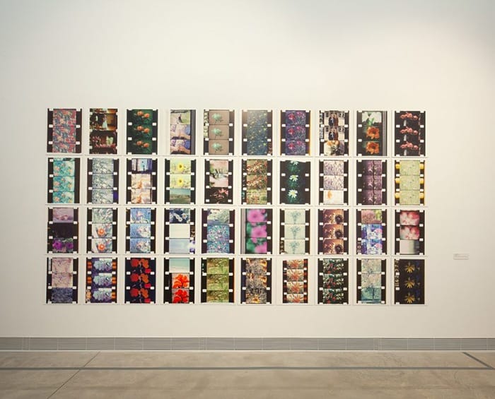 botanicas galeria arte foto flores