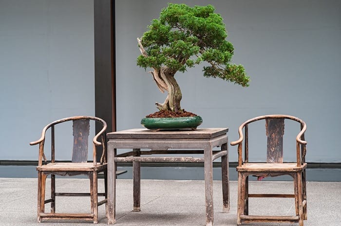 bonsai decoracion oriental