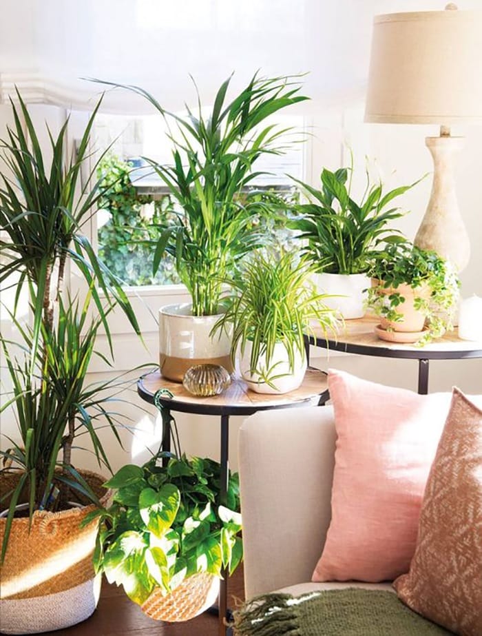 decoracion vegetal interiores