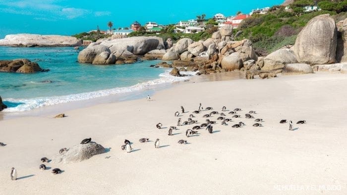 Flora y Fauna en Ciudad del Cabo