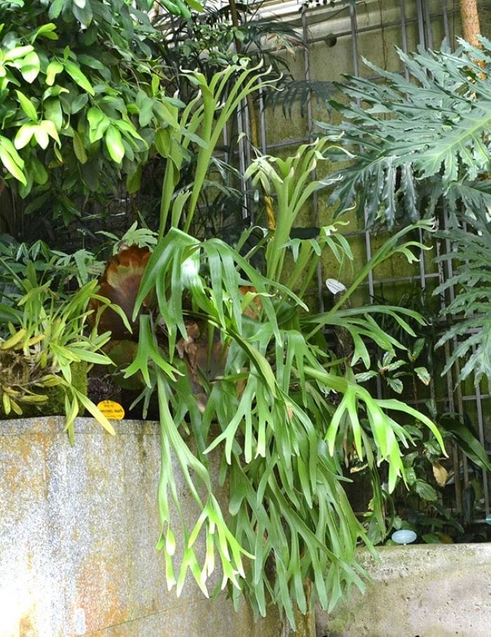 planta exótica para interior