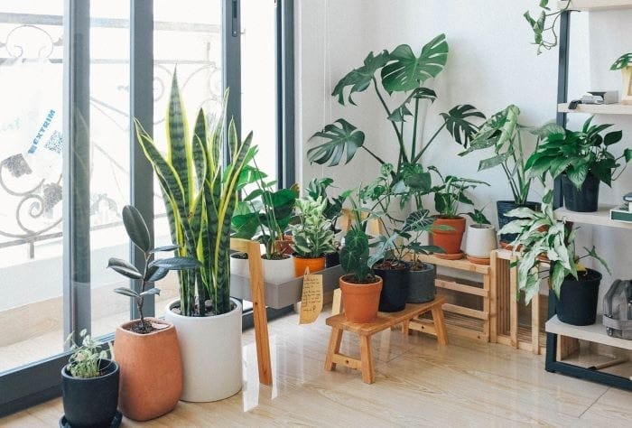Decorar con plantas exóticas el interior de tu casa