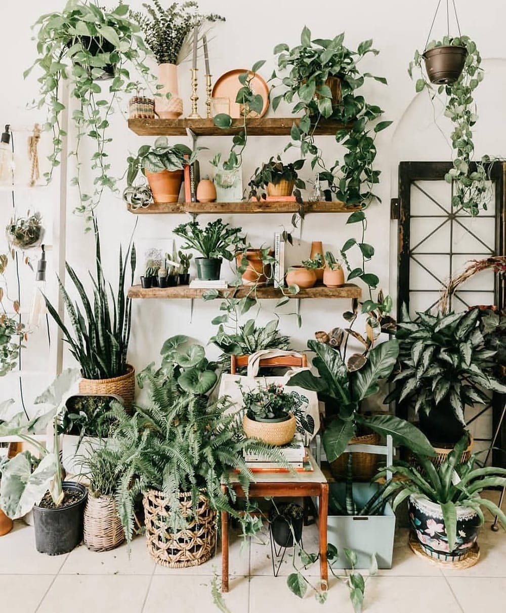 decoracion con plantas verdes
