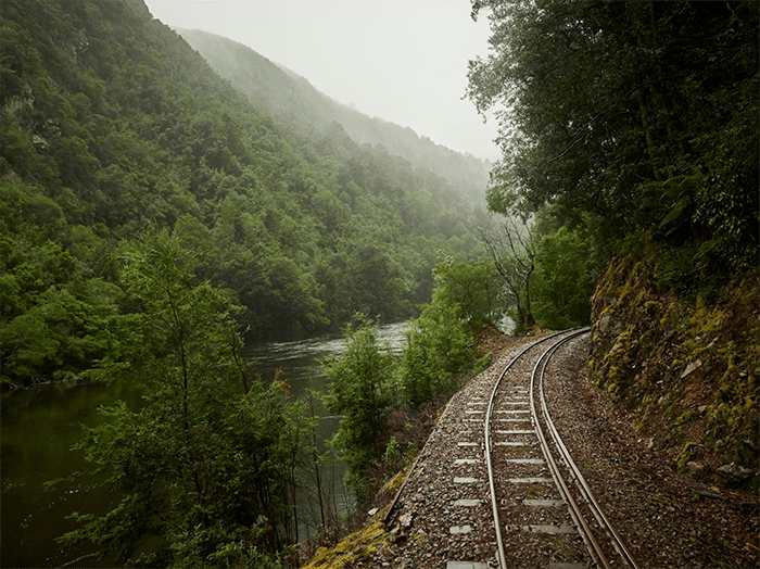 via de tren en paisaje boscoso