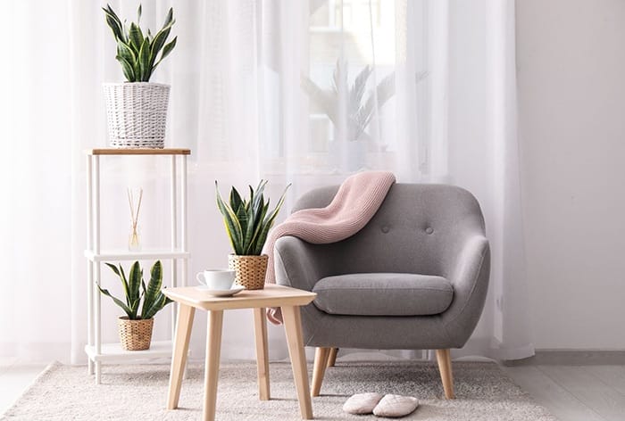 plantas decorativas hogar
