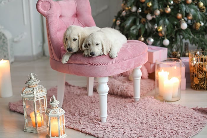 Habitación con silla rosa y con dos perros