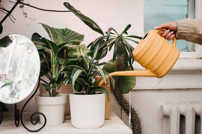 Mujer regando las plantas de diseño en interior