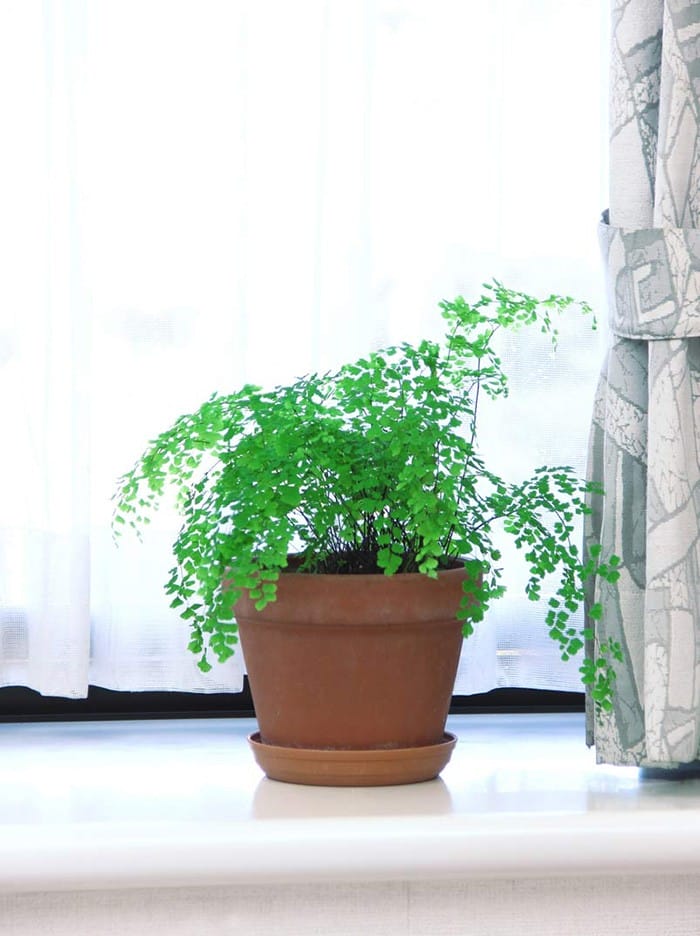 Estas 20 plantas de interiores sobrevivirán con un cuidado mínimo