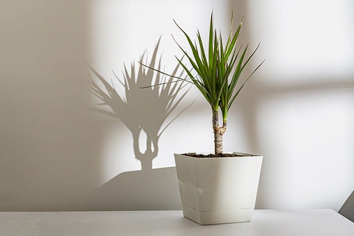 Estas 20 plantas de interiores sobrevivirán con un cuidado mínimo