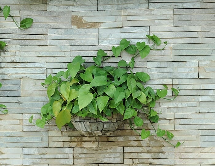 Estas 20 plantas de interiores sobrevivirán con un cuidado mínimo