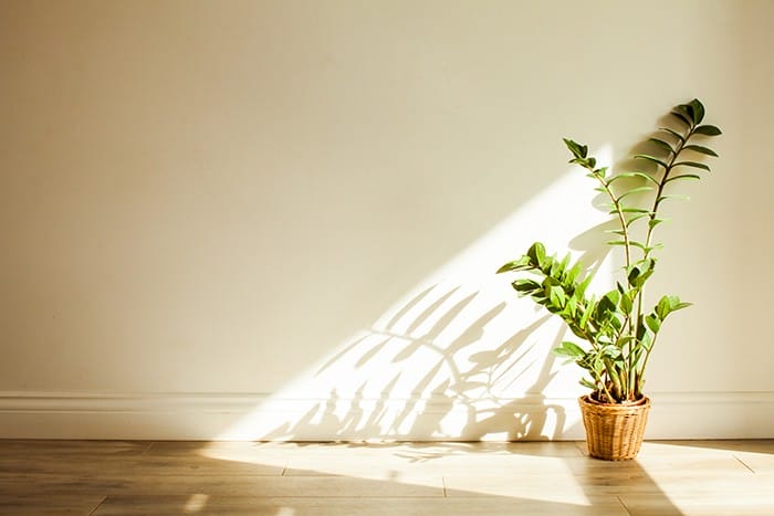 Estas 20 plantas de interiores sobrevivirán con un cuidado mínimo