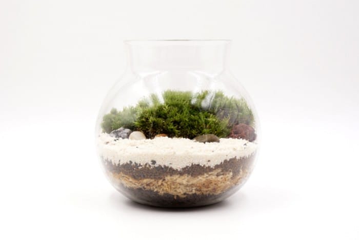 Estas 20 plantas de interiores sobrevivirán con un cuidado mínimo