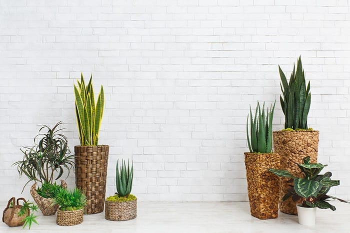 plantas de interiores varias colocadas contra la pared blanca