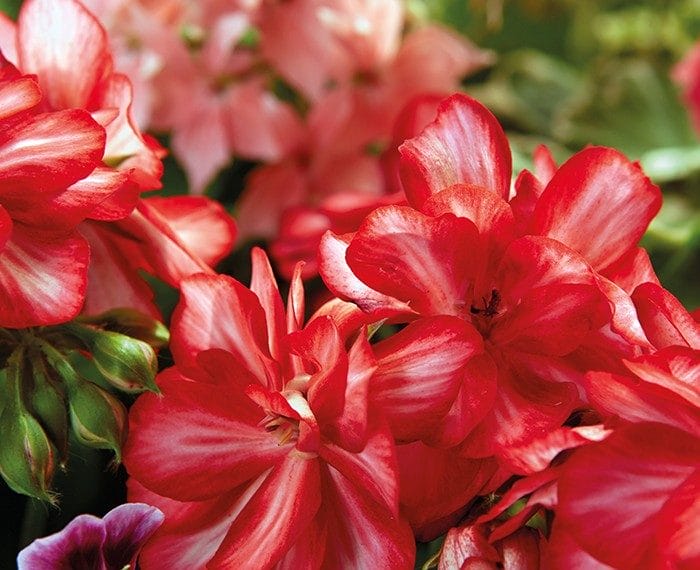 geranios rojos con blanco