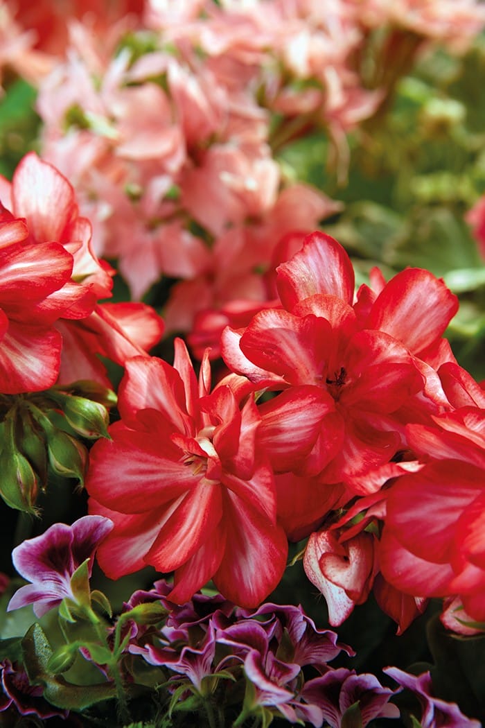 geranios rojos con blanco