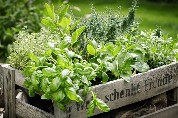 Albahaca en tu huerto de casa