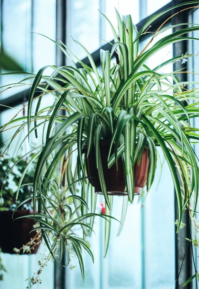 Las 9 plantas colgantes de interiores más fáciles de cuidar