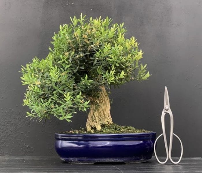 Bonsai-Granada-en-Amazon-Prime